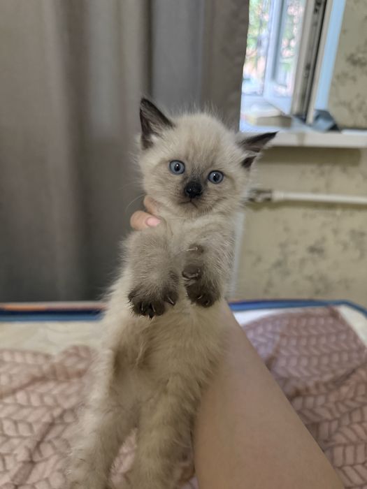 Два очаровательных котёнка ищут дом