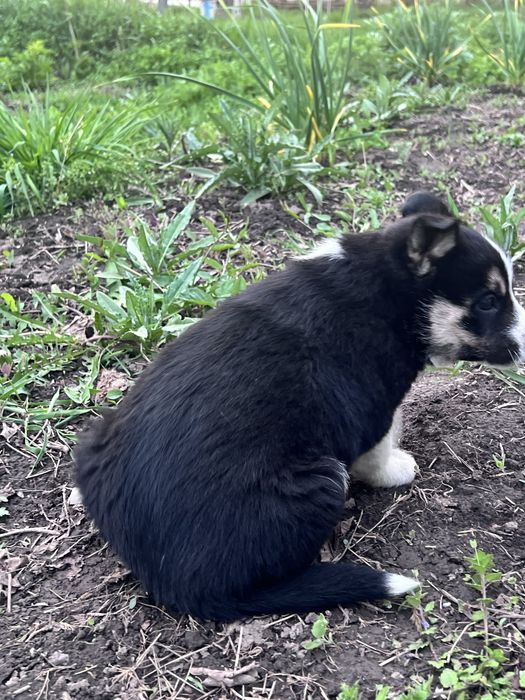 Отдам щенка хаски