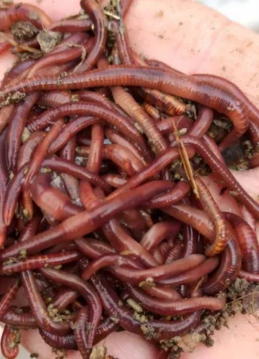 Калифорня кызыл шербй