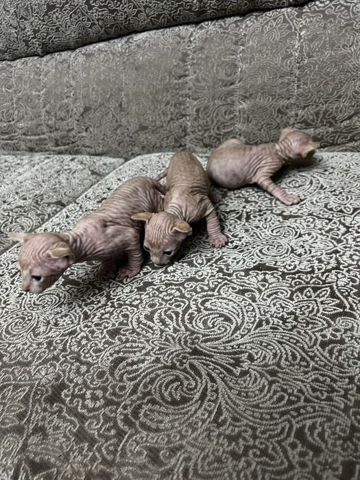 Продаются( БРОНЬ) канадский сфинкс