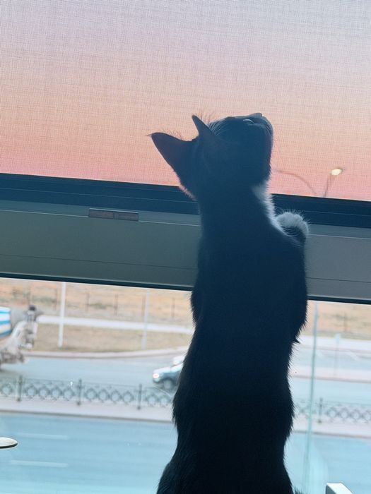 Отдам котенка в хорошие руки
