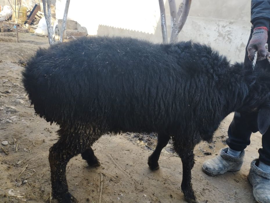 Семіз кошкарлар сатылады