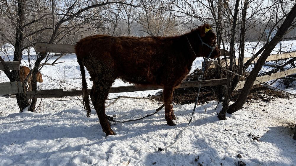 Соғымға тайынша сатылады