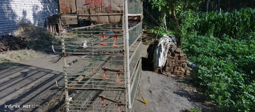 Бедана кафас сотилади 400 йоки 500та бедана бокса болади Темир хаммаси