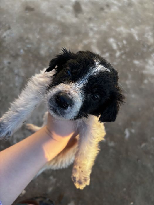 Күшіктер тегін жақсы адамға