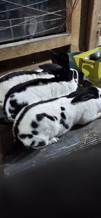 Femele fluture german