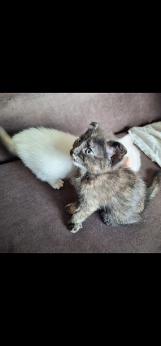 Отдам котят в добрые руки