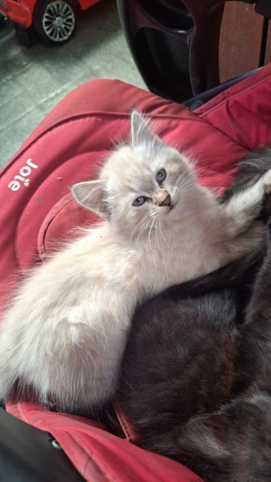 Милые котята ищут дом