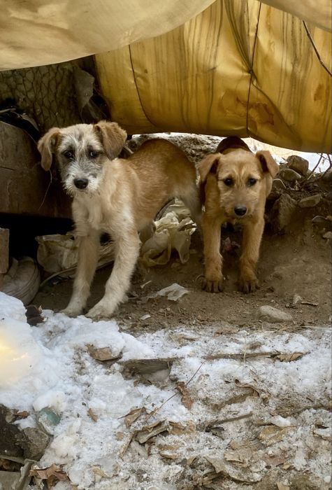 Отдам щенков, девочки, 4 мес