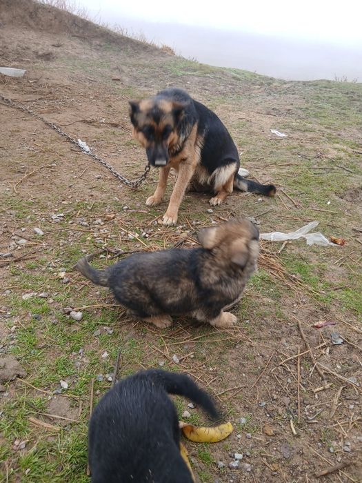 немецкая овчарка