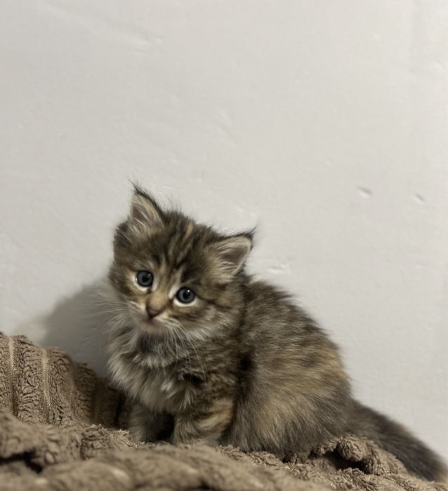 Мейн Кун котёнок девочка