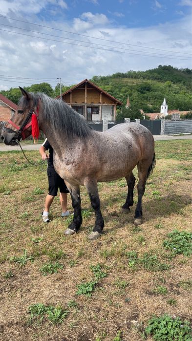 Vand iapa garantata