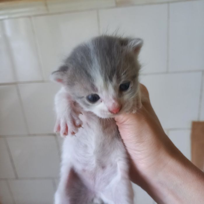 Вислоушки  один месяц мальчики