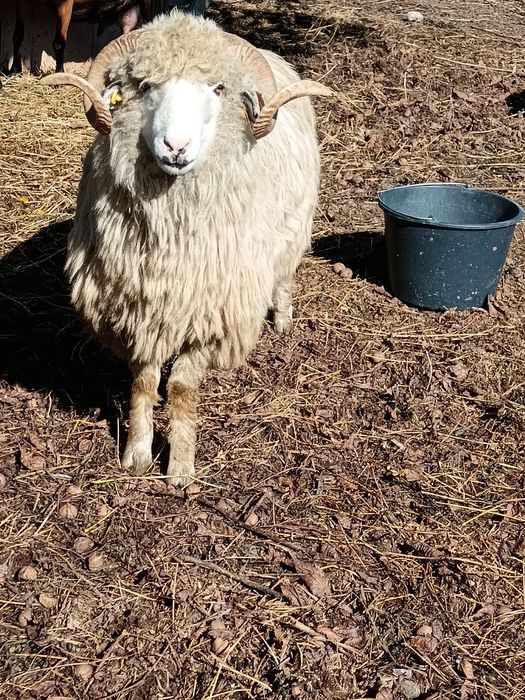 Berbec rasă. Pentru cei care doresc.