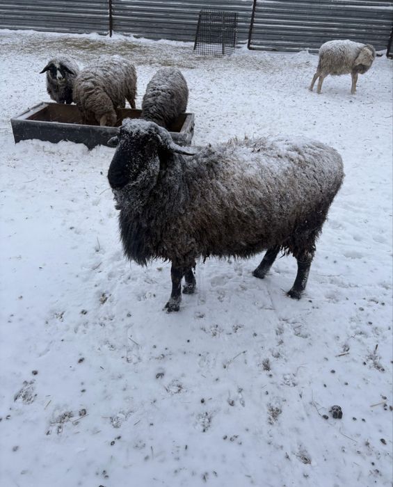 бараны қой кой сатылымда