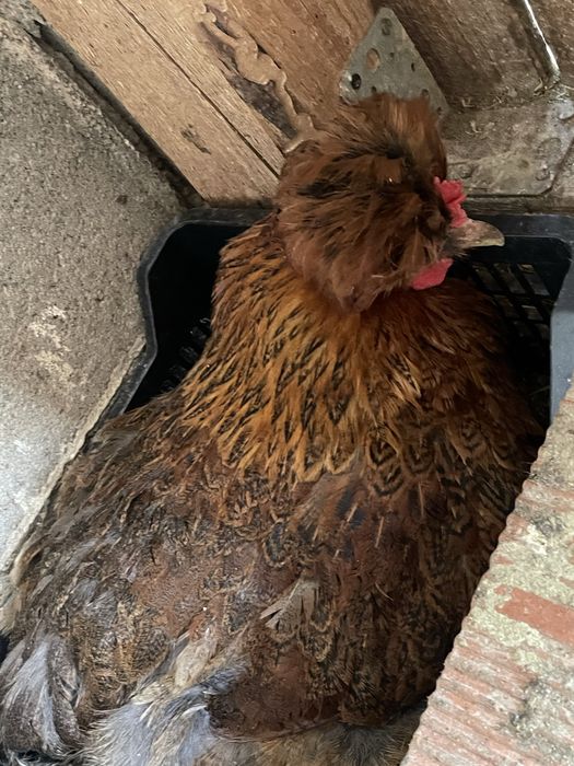 Oua pentru incubat - Gaini motate