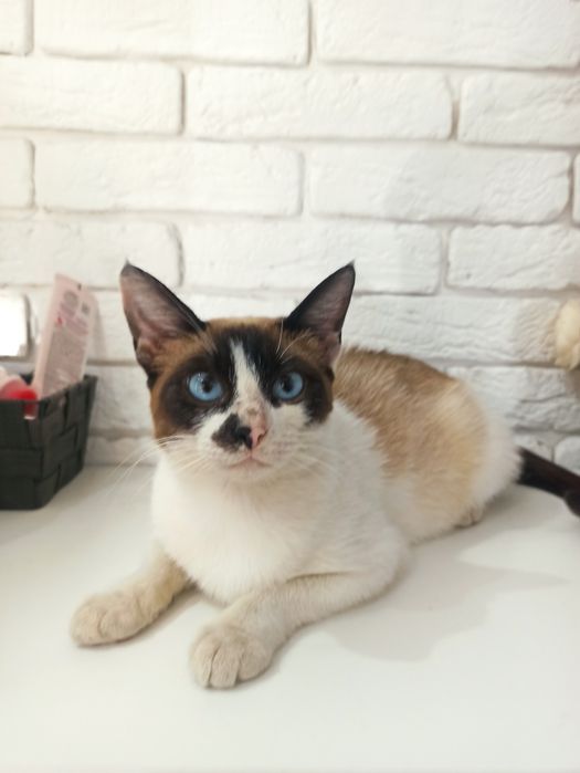 Отдам кошку в хорошие руки