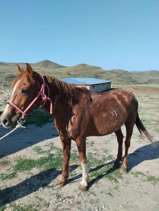 Мініс ат сатамын