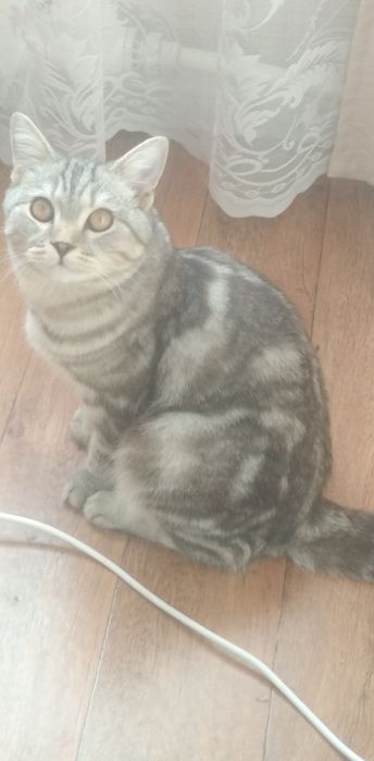 Вязка скотишш страйт