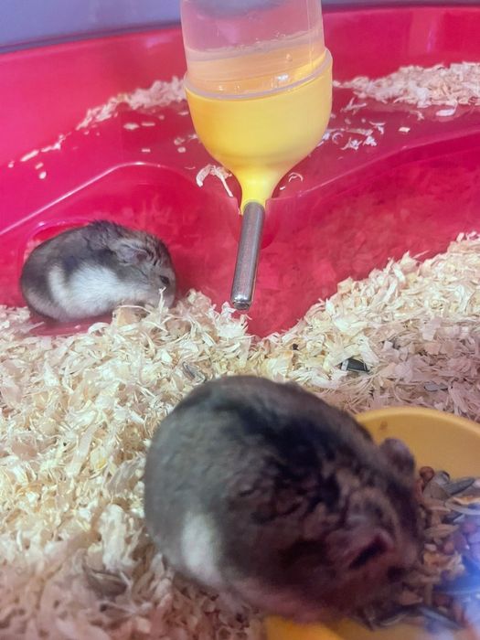 Hamsteri pitici jucăuși