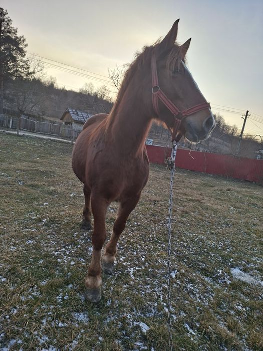 De vânzare o mânza