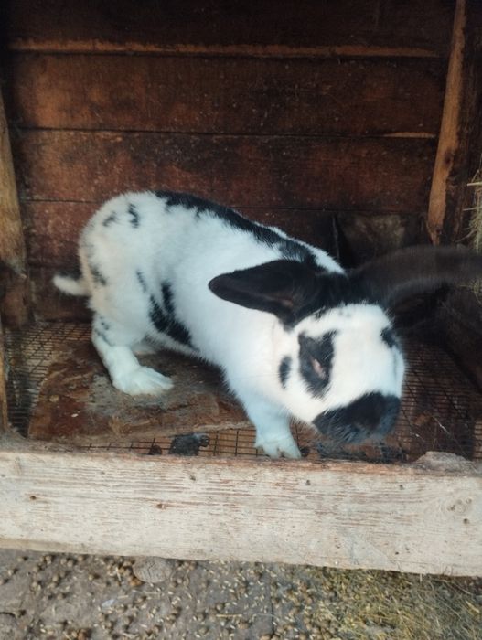 Продам кроликов.