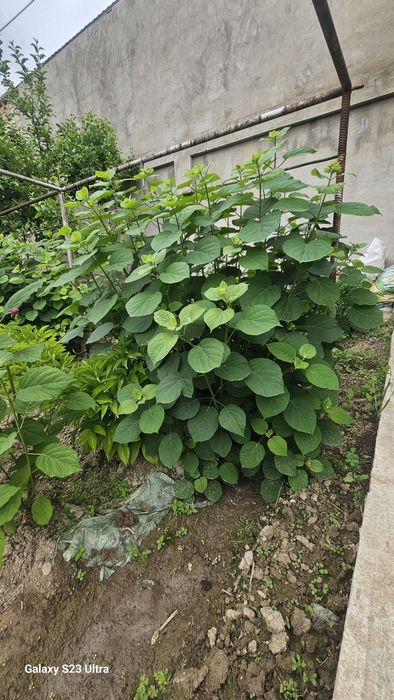 Gartenziya guli oq ochiladi
