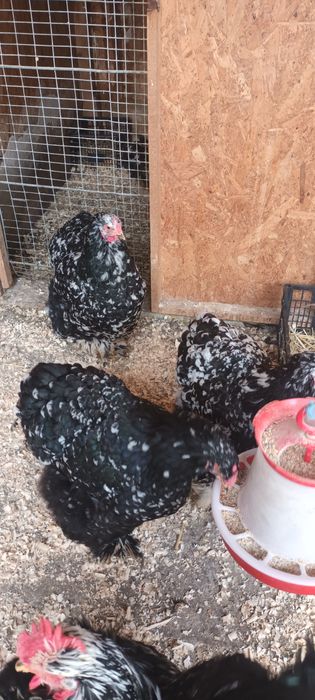 Ouă cochinchina bobat