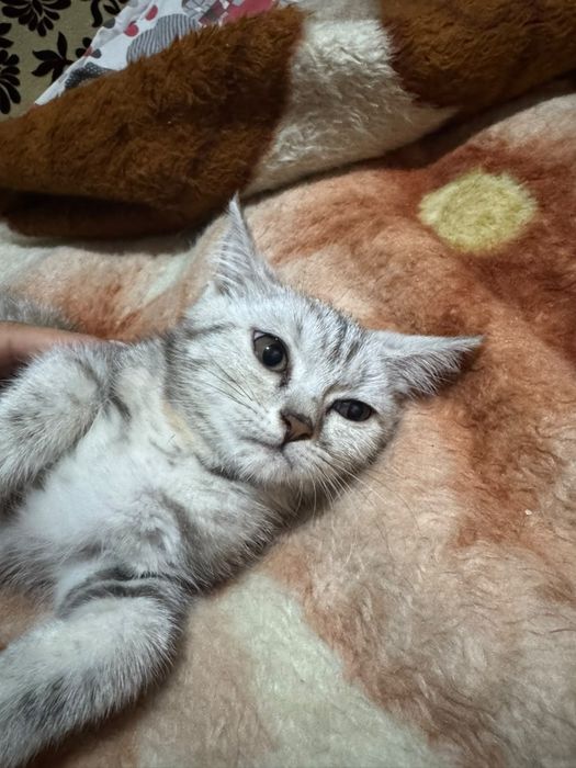Отдам котят в хорошие руки