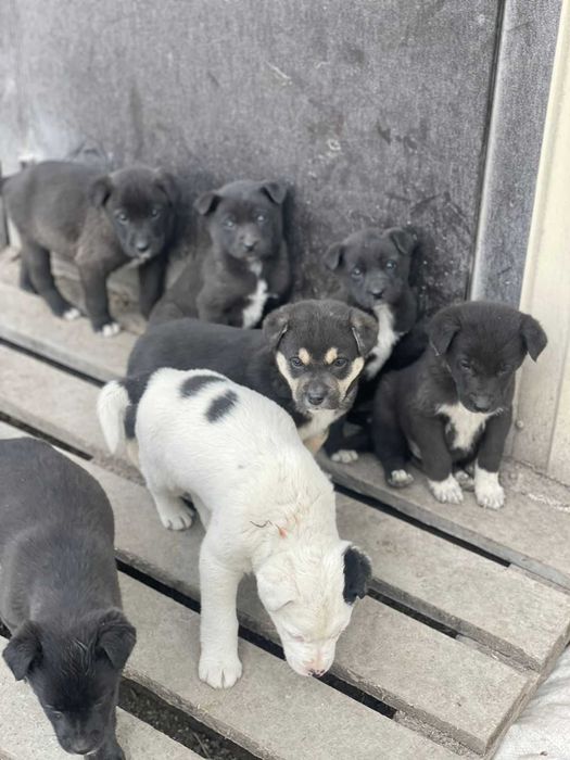 Отдадим щенят в добрые руки