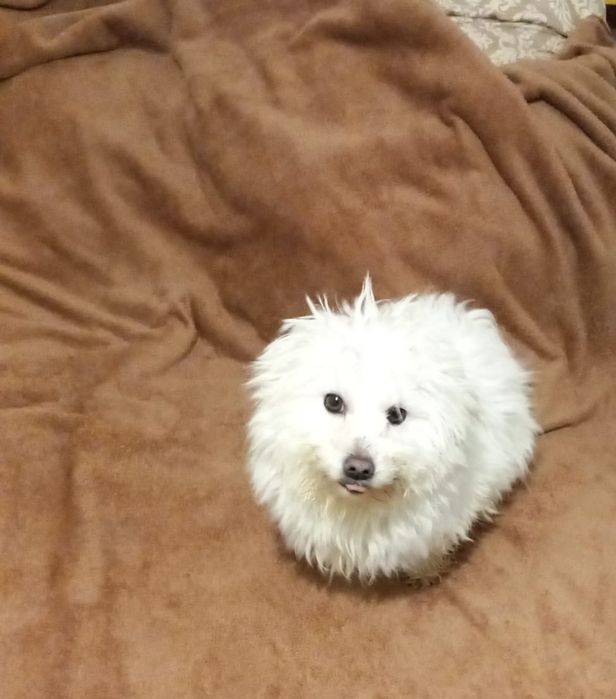 Bishon Femela - 2 ani