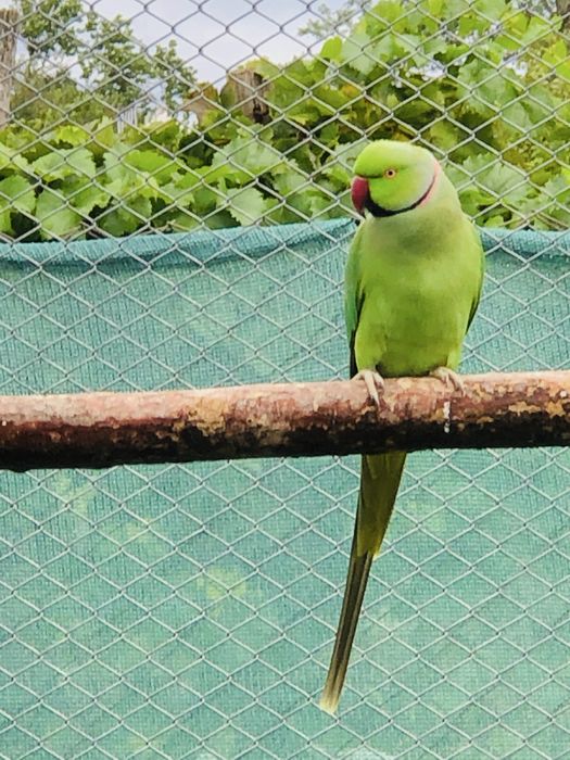 Papagali micul alexandru masculi alexander