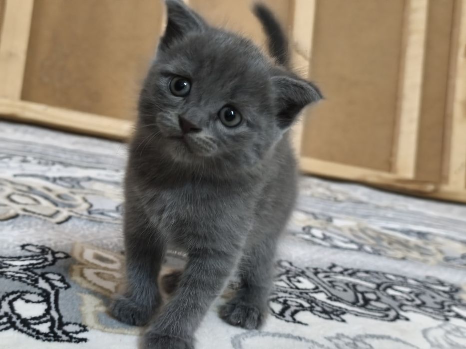 Шотландский вислоухая кошка бала