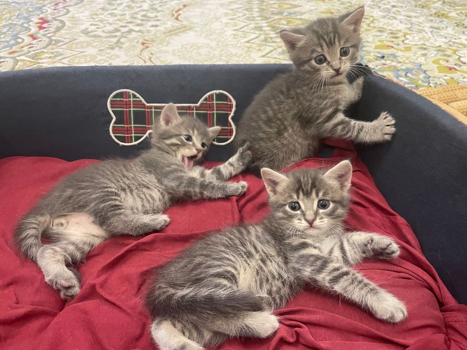 Котята бесплатно