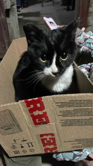 отдам кошечку бесплатно