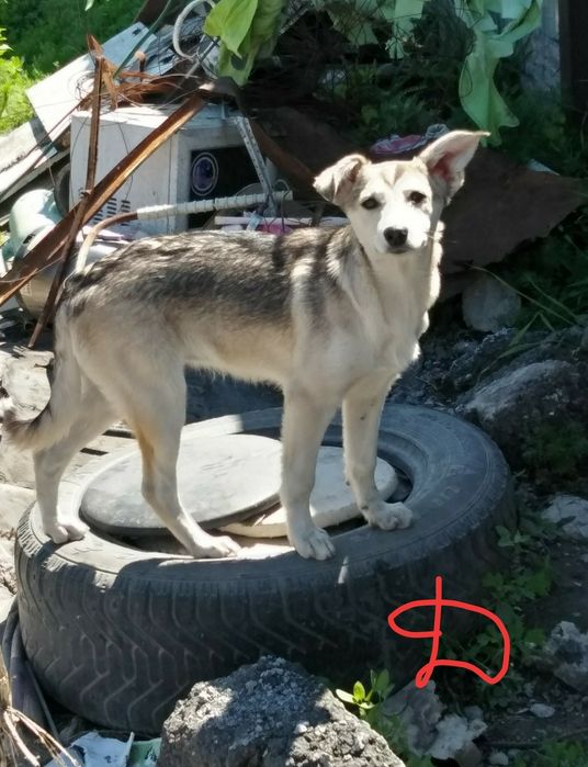 Щенки звоночки/..