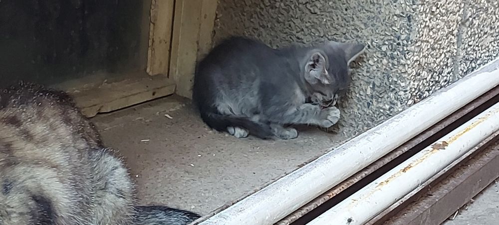 Подарявам Котета малки бебешоци