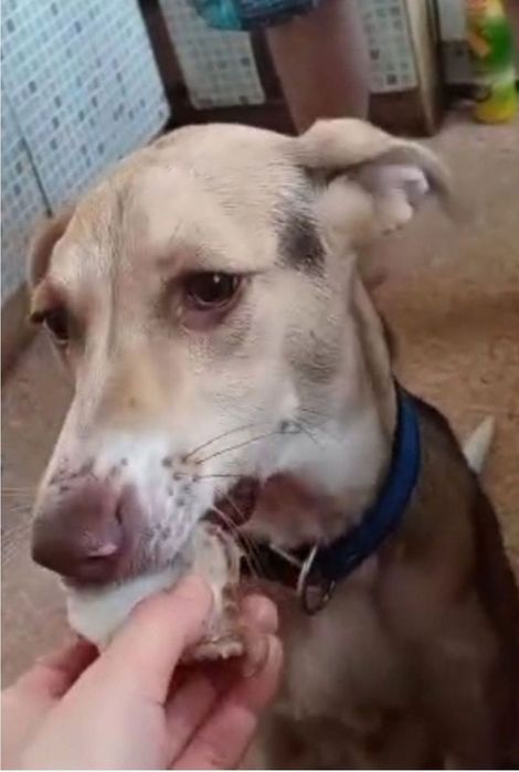 Отдам щенка  метис