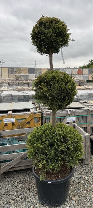 Plante ornamentale - Targu Jiu - rezistente la temperaturi scazute