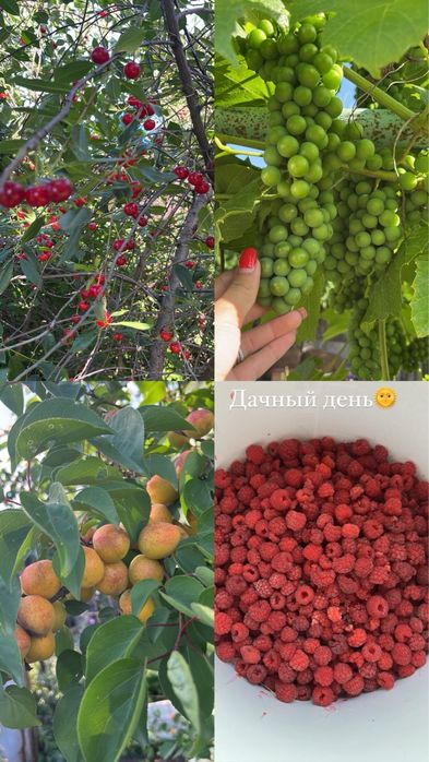 Продам дачу с бассейном