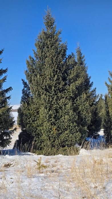 Ёлки таньшаньские 12м