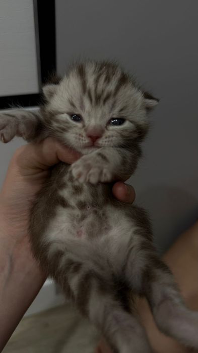 Вязка британский кот