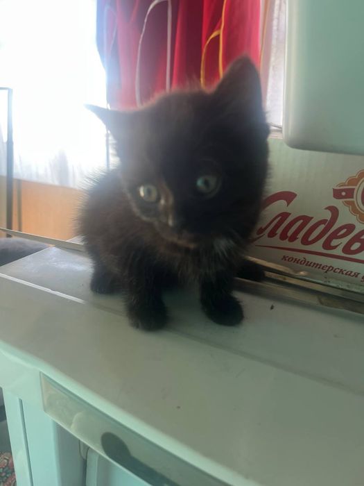 Отдам котят 1 мальчик и 5 девочек, котятам 1 мес и 2 мес