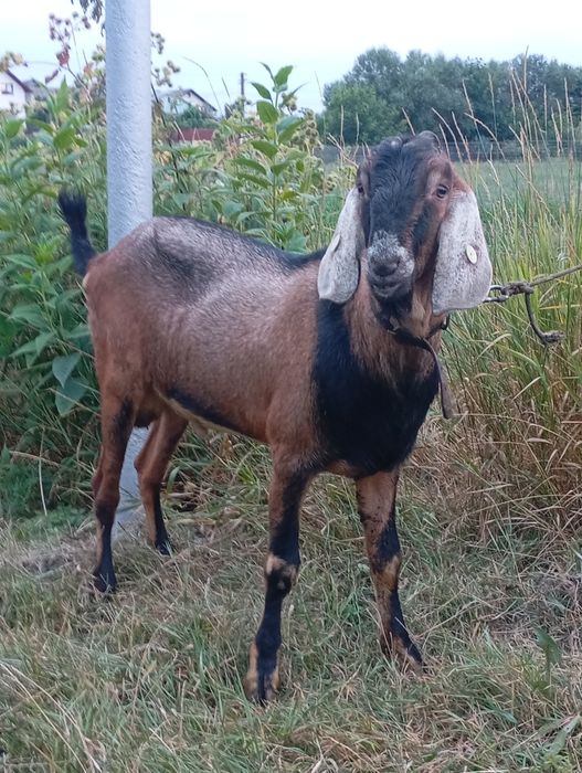 Montă cu țap anglonubian