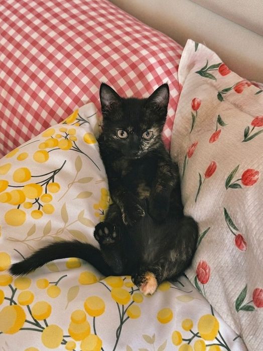 Котенок, девочка, 3 месяца