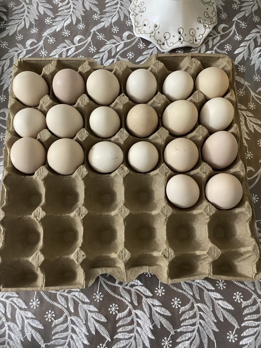 Адлер жұмыртка сатылады