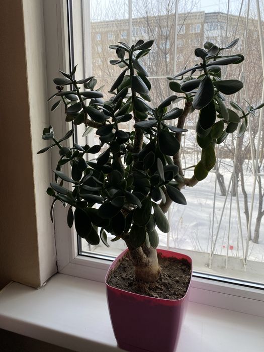 Толстянка -денежное дерево