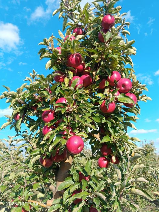 Vand mere Golden,Idared,Red prince