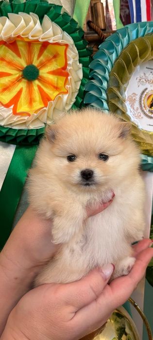 Померанские шпицы.