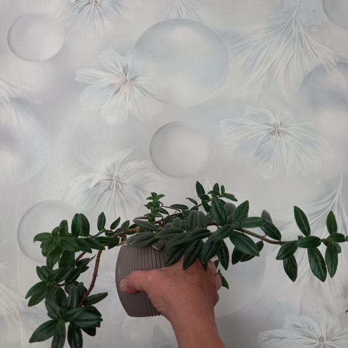 Продам цветок Колумнея.